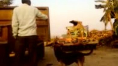 disi cock dick lauda laand big cock