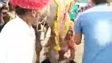 Ajab Desh Ki Gajab Tamasha Camel engulfing milk sacks