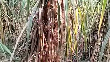 Village girl romance in jungle update