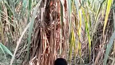 Desi Bhabi Fuck Her Lover in Field Part 2