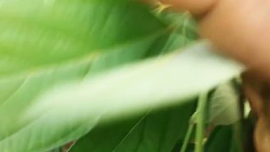 தங்கைக்கு காமபோதை ஏற்றி அண்ணன் காய் அடிக்கும்...