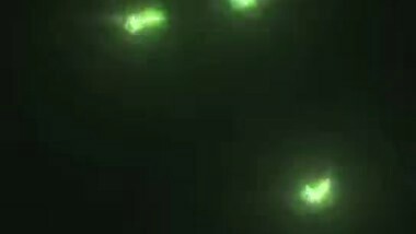 Desi mms XXX scandal, college girl fucking in the backyard of the school