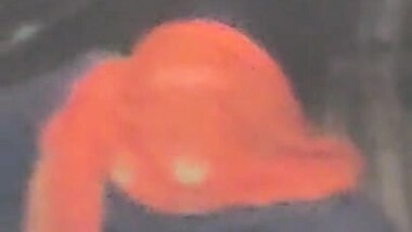 Desi aunty India BBW barjesh2